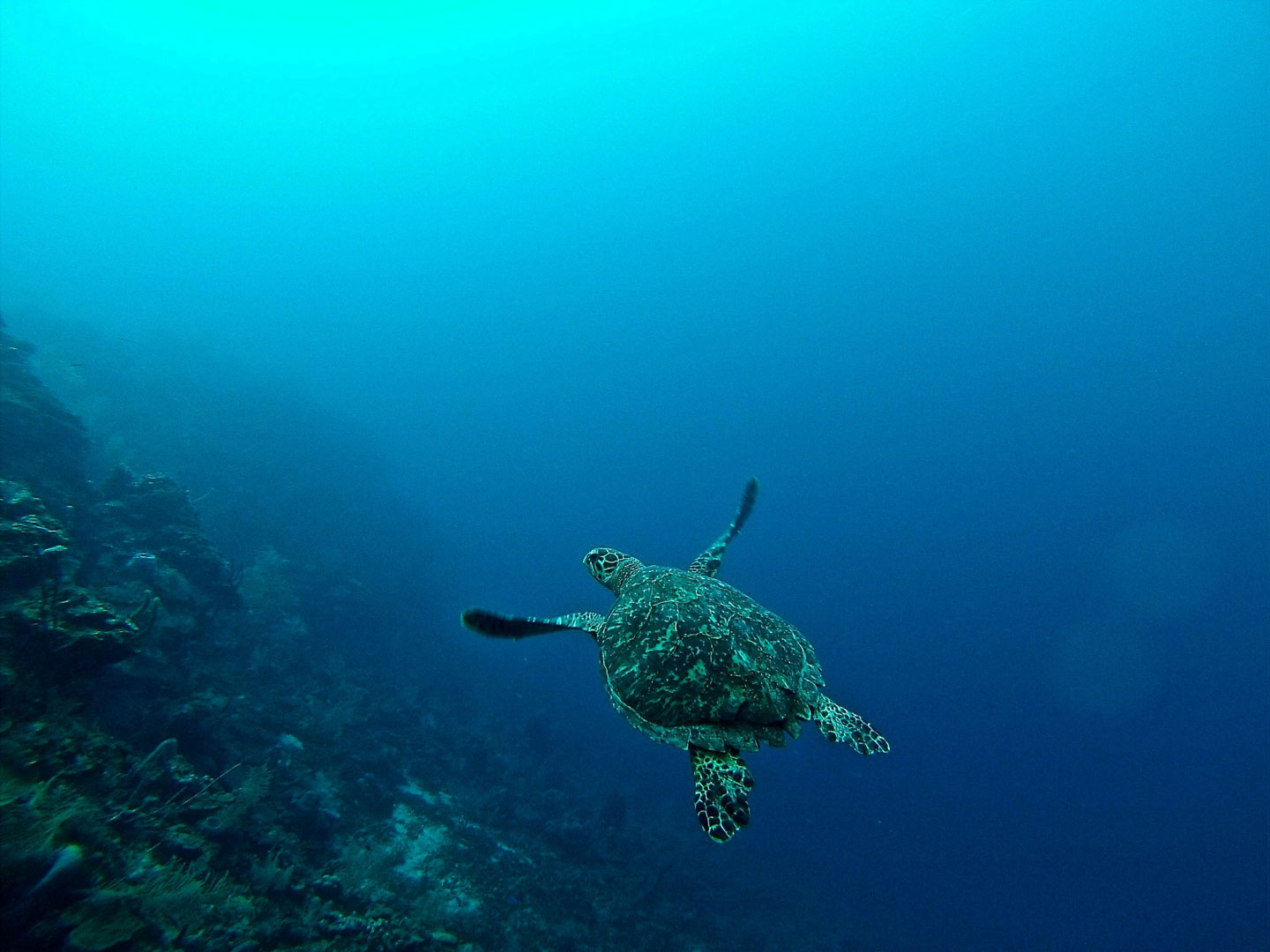 Sea turtle swimming above a coral reef in clear deep blue ocean water with a bright surface glow.